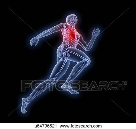 Human anatomy, artwork View Large Illustration Clip Art - Human anatomy, artwork. Fotosearch