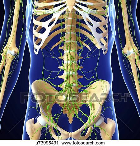 Human anatomy, artwork View Large Illustration Clip Art - Human anatomy, artwork. Fotosearch