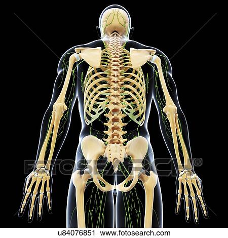 Human anatomy, artwork View Large Illustration Clip Art - Human anatomy, artwork. Fotosearch
