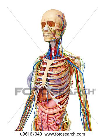 Human anatomy, artwork View Large Illustration Clipart - Human anatomy, artwork. Fotosearch