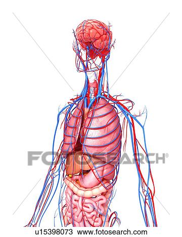 Human anatomy, artwork View Large Illustration Drawing - Human anatomy, artwork. Fotosearch