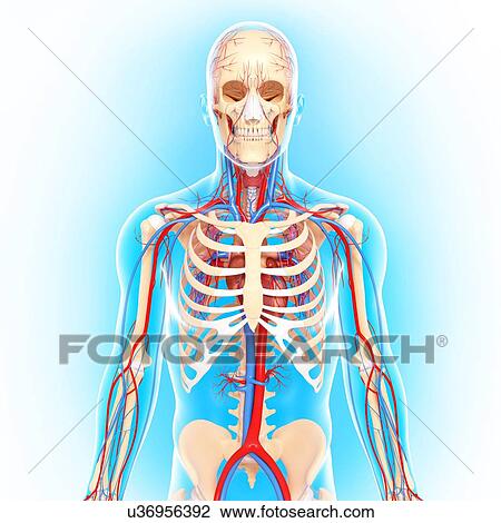 Human anatomy, artwork View Large Illustration Drawing - Human anatomy, artwork. Fotosearch