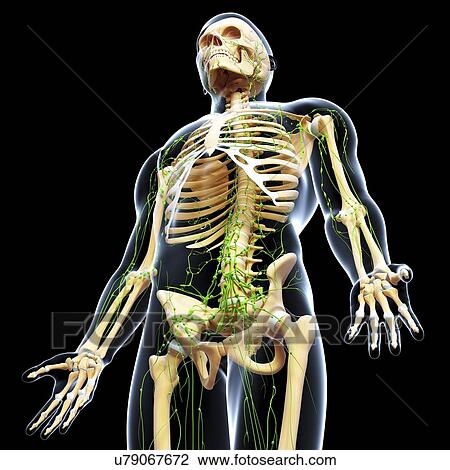 Human anatomy, artwork View Large Illustration Drawing - Human anatomy, artwork. Fotosearch