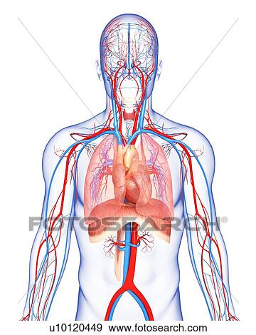 Human anatomy, artwork View Large Illustration Stock Illustration - Human anatomy, artwork. Fotosearch