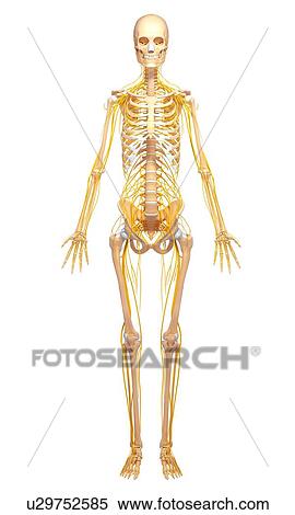 Human anatomy, artwork View Large Illustration Stock Illustration - Human anatomy, artwork. Fotosearch