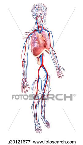 Stock Illustration - Human anatomy, artwork. Fotosearch