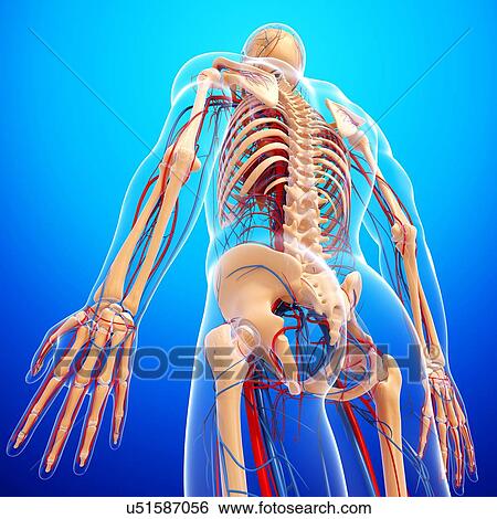 Stock Illustration - Human anatomy, artwork. Fotosearch