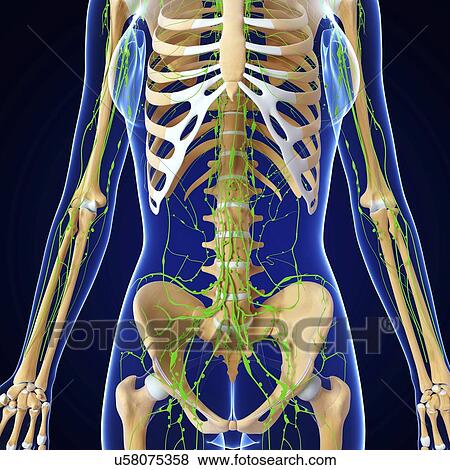 Stock Illustration - Human anatomy, artwork. Fotosearch