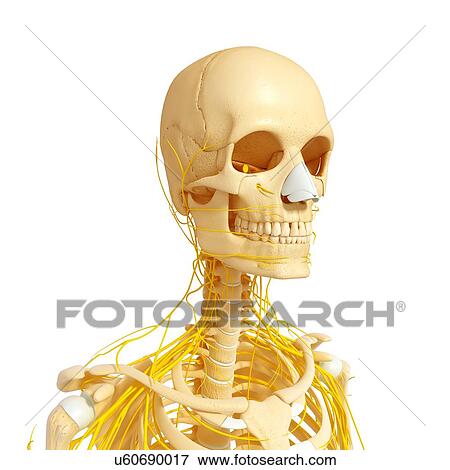 Human anatomy, artwork View Large Illustration Stock Illustration - Human anatomy, artwork. Fotosearch