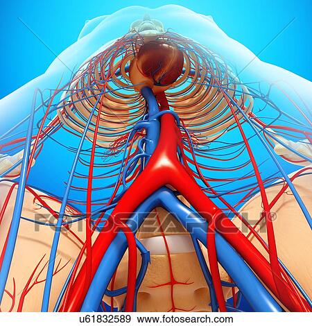 Human anatomy, artwork View Large Illustration Stock Illustration - Human anatomy, artwork. Fotosearch