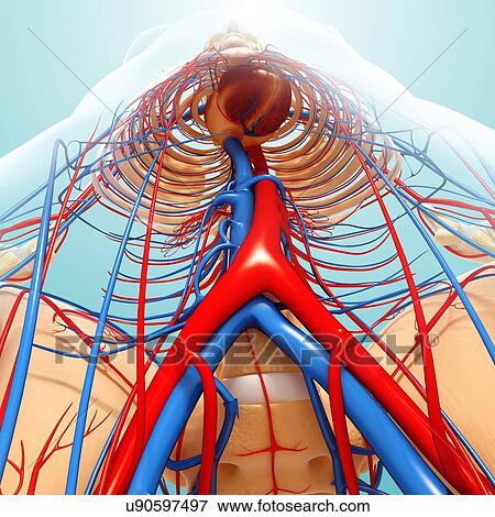Human anatomy, artwork View Large Illustration Stock Illustration - Human anatomy, artwork. Fotosearch
