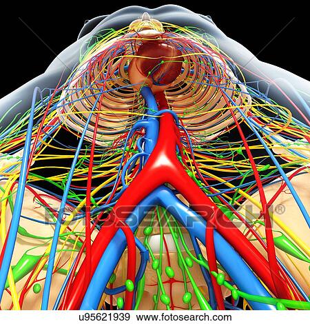 Human anatomy, artwork View Large Illustration Stock Illustration - Human anatomy, artwork. Fotosearch