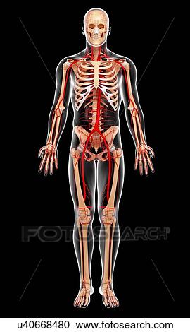 Clipart - Human arteries, artwork. Fotosearch