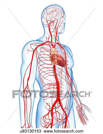 Human arteries, artwork View Large Illustration Drawing - Human arteries, artwork. Fotosearch