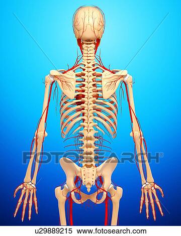 Human arteries, artwork View Large Illustration Stock Illustration - Human arteries, artwork. Fotosearch