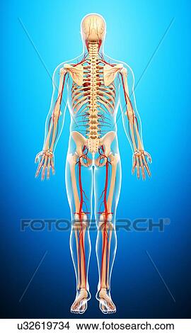 Stock Illustration - Human arteries, artwork. Fotosearch