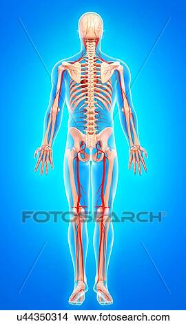 Stock Illustration - Human arteries, artwork. Fotosearch