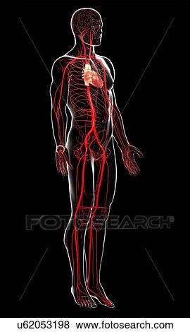 Stock Illustration - Human arteries, artwork. Fotosearch