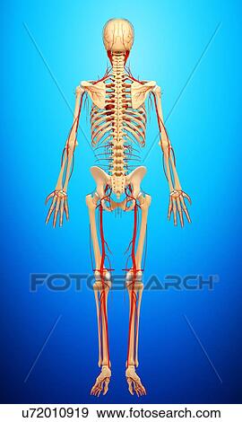 Human arteries, artwork View Large Illustration Stock Illustration - Human arteries, artwork. Fotosearch