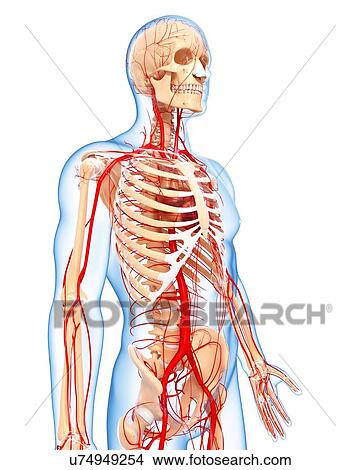 Stock Illustration - Human arteries, artwork. Fotosearch
