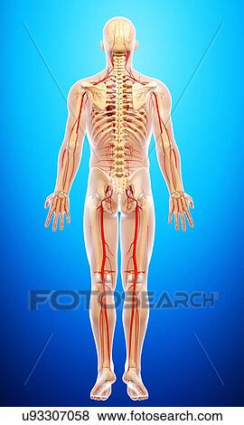 Human arteries, artwork View Large Illustration Stock Illustration - Human arteries, artwork. Fotosearch