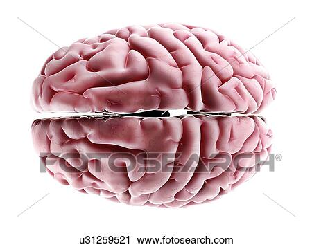 Human brain, artwork View Large Illustration Clip Art - Human brain, artwork. Fotosearch