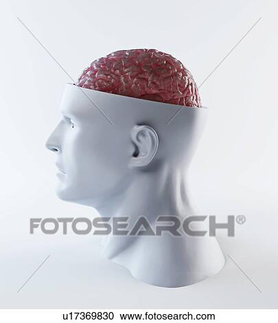 Clipart - Human brain, artwork. Fotosearch