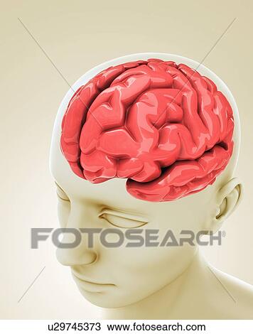 Drawing - Human brain, artwork. Fotosearch