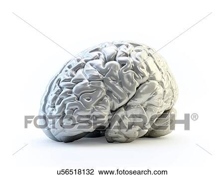 Drawing - Human brain, artwork. Fotosearch