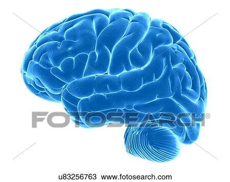 Drawing - Human brain, artwork. Fotosearch