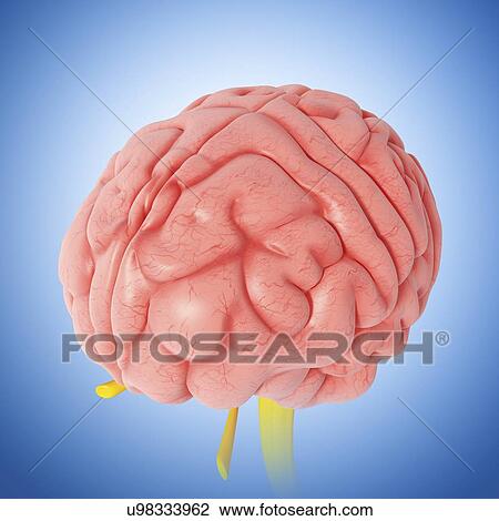 Drawing - Human brain, artwork. Fotosearch