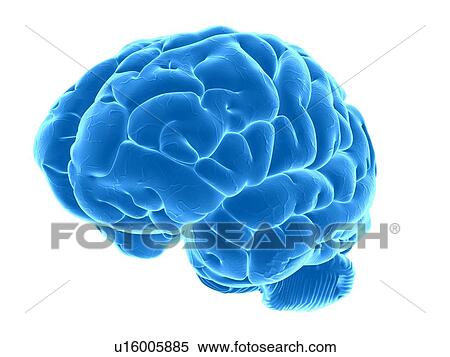 Human brain, artwork View Large Illustration Stock Illustration - Human brain, artwork. Fotosearch