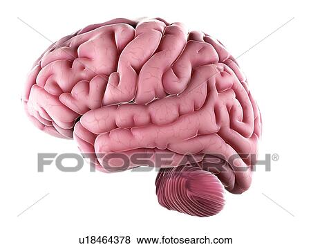 Human brain, artwork View Large Illustration Stock Illustration - Human brain, artwork. Fotosearch