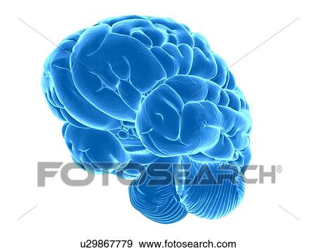 Stock Illustration - Human brain, artwork. Fotosearch