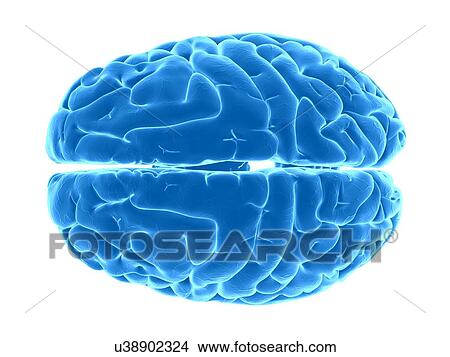 Human brain, artwork View Large Illustration Stock Illustration - Human brain, artwork. Fotosearch
