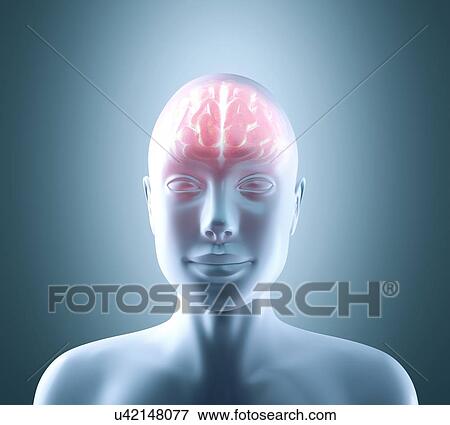 Human brain, artwork View Large Illustration Stock Illustration - Human brain, artwork. Fotosearch