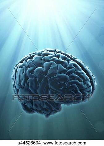 Stock Illustration - Human brain, artwork. Fotosearch