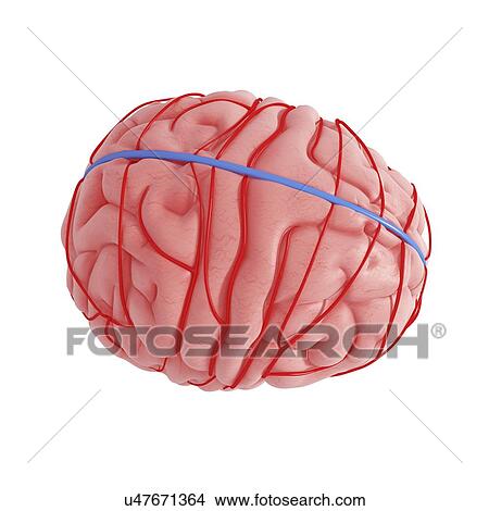 Human brain, artwork View Large Illustration Stock Illustration - Human brain, artwork. Fotosearch