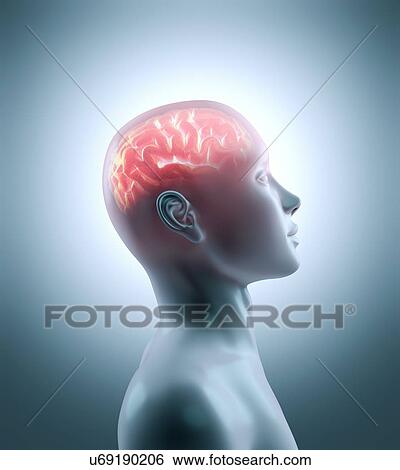 Stock Illustration - Human brain, artwork. Fotosearch