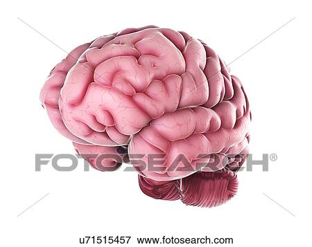 Stock Illustration - Human brain, artwork. Fotosearch