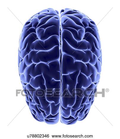 Human brain, artwork View Large Illustration Stock Illustration - Human brain, artwork. Fotosearch