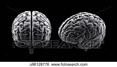 Human brain, artwork View Large Illustration Stock Illustration - Human brain, artwork. Fotosearch