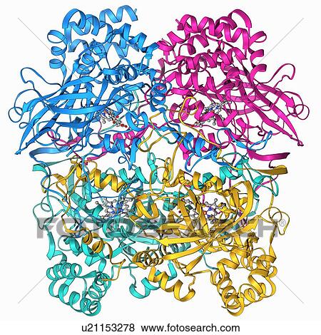 Stock Illustration - Human catalase, molecular model. Fotosearch