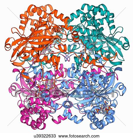 Drawing - Human catalsae, molecular model. Fotosearch