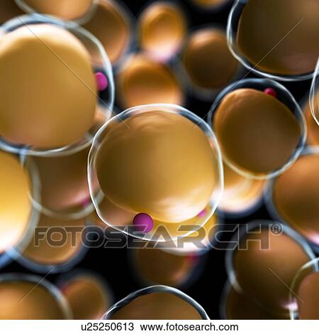 Drawing - Human fat cells, artwork. Fotosearch