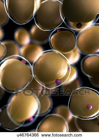 Stock Illustration - Human fat cells, artwork. Fotosearch