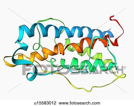 Drawing - Human growth hormone molecule. Fotosearch