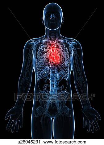 Human heart, artwork View Large Illustration Clip Art - Human heart, artwork. Fotosearch