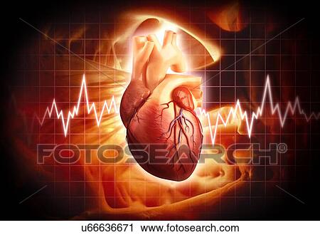 Human heart, artwork View Large Illustration Clip Art - Human heart, artwork. Fotosearch