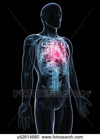 Clipart - Human heart, artwork. Fotosearch
